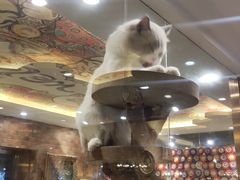 -more than meow吴止猫主题餐厅(承德 中船汇店)