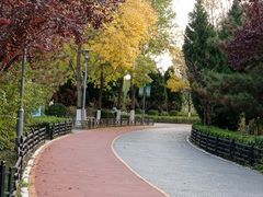 -大兴滨河森林公园