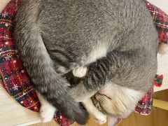 -猫咪派对(江南西店)