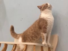 -1013 PET SHOP 宠物商店(近铁城市广场店)
