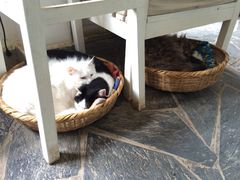 -Anne猫窝咖啡屋