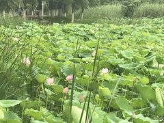 -艾溪湖湿地公园