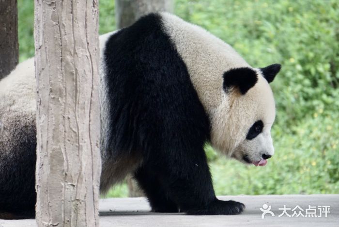 中国大熊猫保护研究中心雅安碧峰峡基地图片