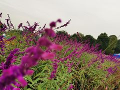 -秀丽东方