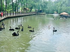 -溱湖国家湿地公园