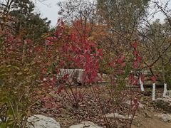 -大兴滨河森林公园