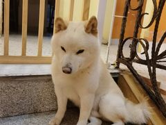 -喜柴咖啡·柴犬狗咖