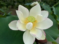 -莲花池公园