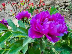 -洛阳白云山景区