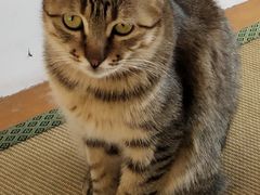 -猫在这儿猫咪咖啡馆·撸猫馆