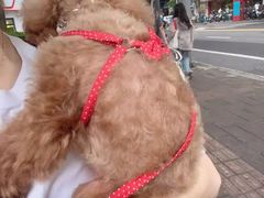 -萌宠之家·腊肠犬·马尔泰·小体犬舍
