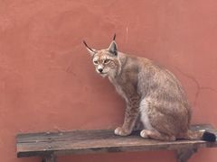 -青藏高原野生动物园