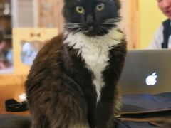 -猫色咖啡·猫咖