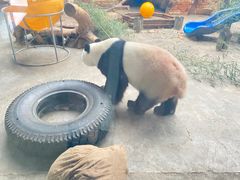 -石家庄市动物园