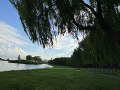 -合肥滨湖国家森林公园