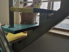 -三花喵·撸猫购宠·宠物生活馆(虹桥南丰城店)