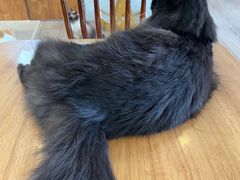 -有猫主题·治愈系猫咖(曾厝垵店)