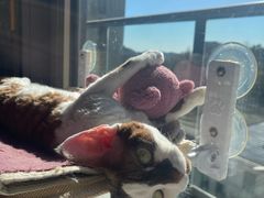 -爱派特动物医院·全科诊疗中心