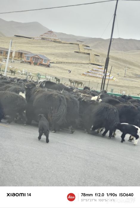 祁连山草原图片