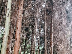 -武陵山森林公园