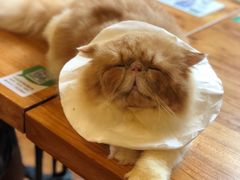 -more than meow吴止猫主题餐厅(承德 中船汇店)