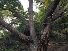 -大岭沟猕猴桃谷风景区
