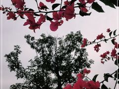 -云溪植物园