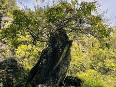 -梭布垭石林景区