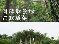 -西双版纳原始森林公园