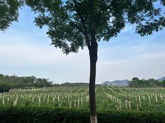 -北京张裕爱斐堡酒庄