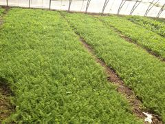 万源龙顺度假庄园采摘园-万源龙顺度假庄园生态观光园