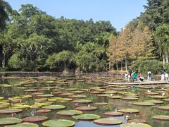 -西双版纳原始森林公园