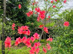 -上海佘山国家森林公园天马山园