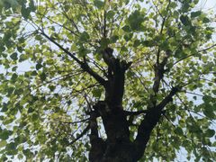 -广州神农草堂中医药博物馆