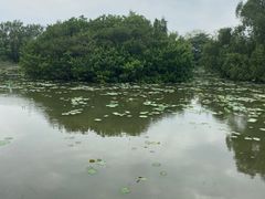 -大湾区中央湿地公园