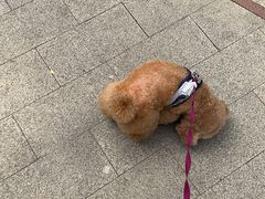 -严国平动物医院(德政总院)