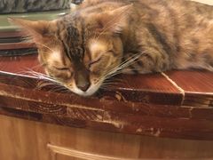 -猫色咖啡·猫咖