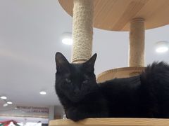 -喵园·猫主题咖啡厅·撸猫·猫咖(国贸店)