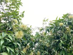 -海珠湖公园