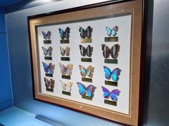 -上海昆虫博物馆