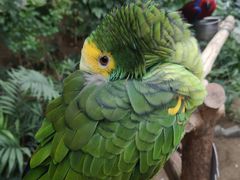 -南宫五洲植物乐园