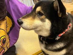 -柴迷FANS CLUB·柴犬狗咖·猫咖
