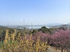 -香雪海