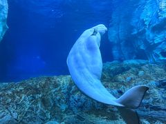 -珠海长隆海洋王国