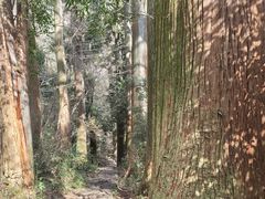 -天目山大树王景区