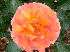 -人民公园(罗湖区)