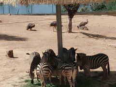 -泉州海丝野生动物世界