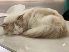 -飞行喵MR PILOT|猫舍·猫咖(静安大融城店)