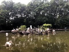 -广州长隆飞鸟乐园