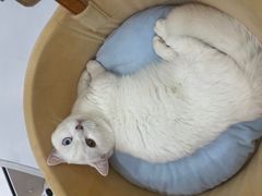 -COLOR PETS 撸猫馆·购猫·猫咖(长风大悦城店)